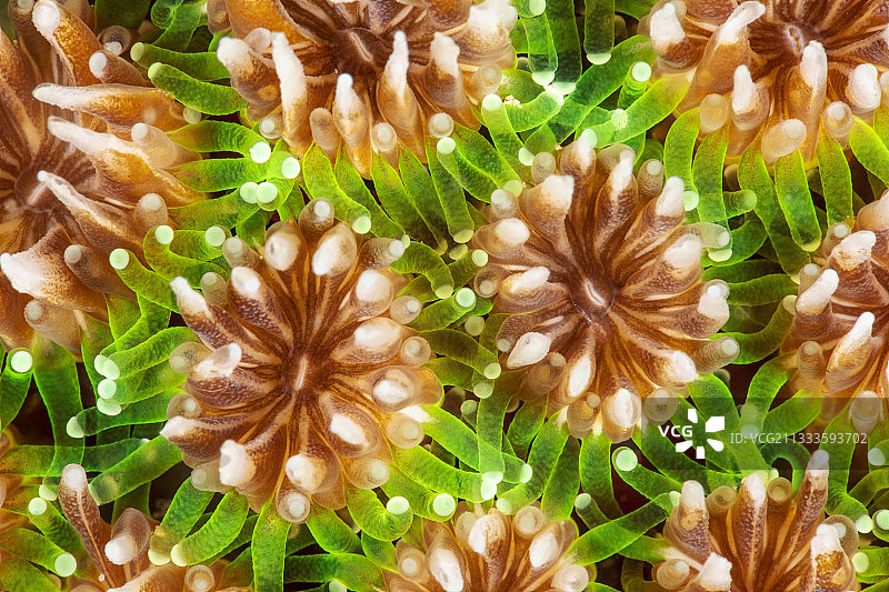 草珊瑚虫（Galaxea fascicularis），马约特图片素材