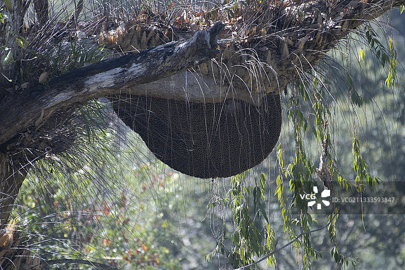 中国云南铜壁关的蜂巢图片素材
