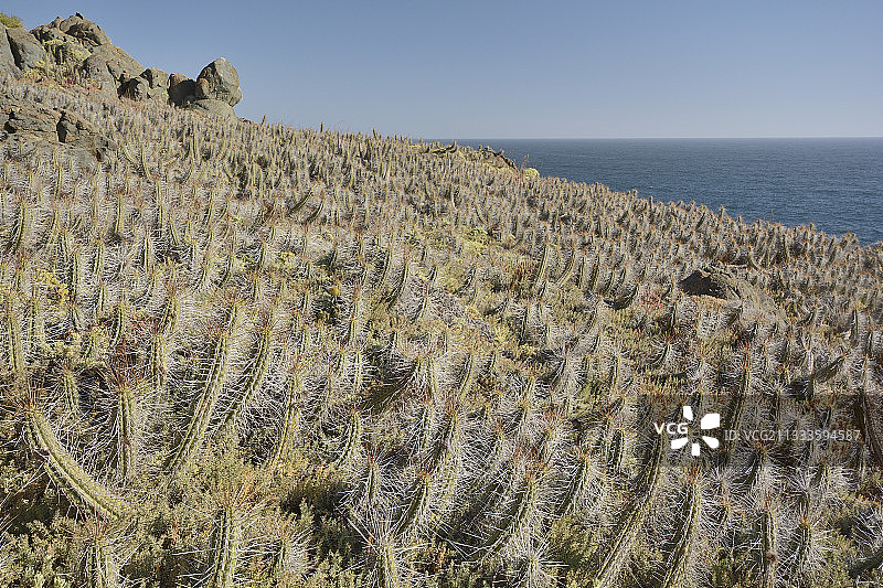 智利特有物种菲利皮柱状仙人掌，位于智利瓦尔帕莱索大区洛斯莫列斯普肯自然保护区图片素材