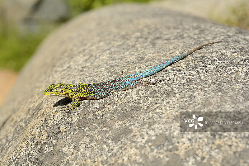 智利瓦尔帕莱索大区拉坎帕纳国家公园卡洪格兰德地区的珠光蜥蜴（雄性）图片素材