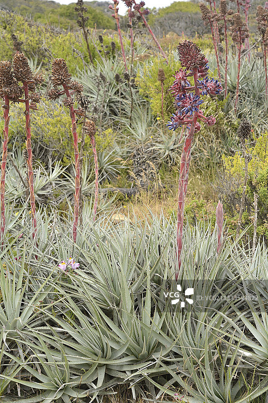 智利查瓜尔奇科图片素材