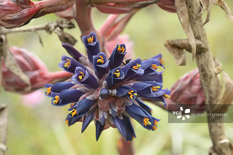 智利瓦尔帕莱索大区普亚维纳斯塔春季花序图片素材