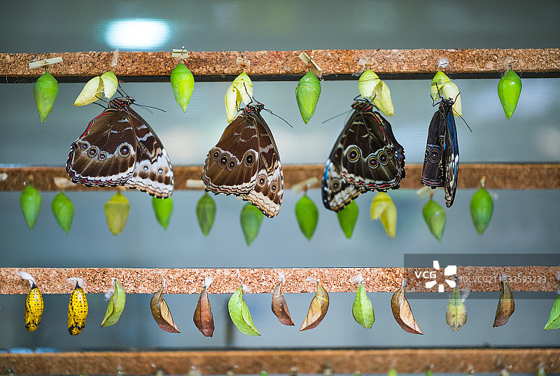 凤蝶育种图片素材