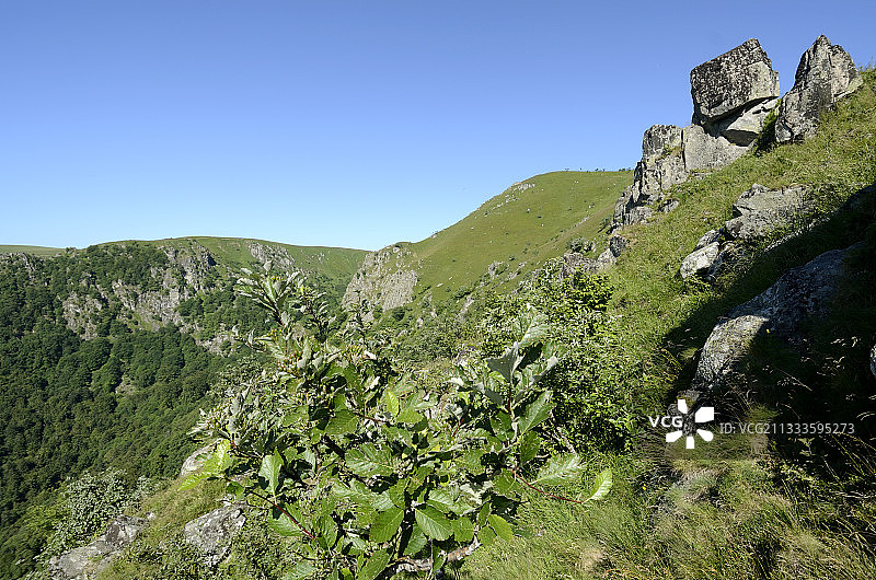 法国上莱茵省上沃日山脉霍内克山，希斯罗特里德湖上方的冰斗，沃姆斯佩尔岩石，花楸，森林边界约1000米图片素材