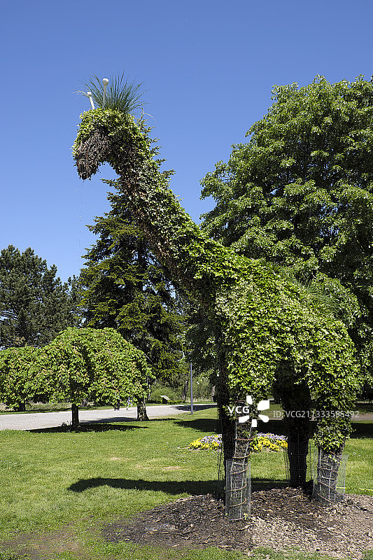 法国埃纳省圣康坦岛沼泽国家自然保护区的蔬菜长颈鹿图片素材