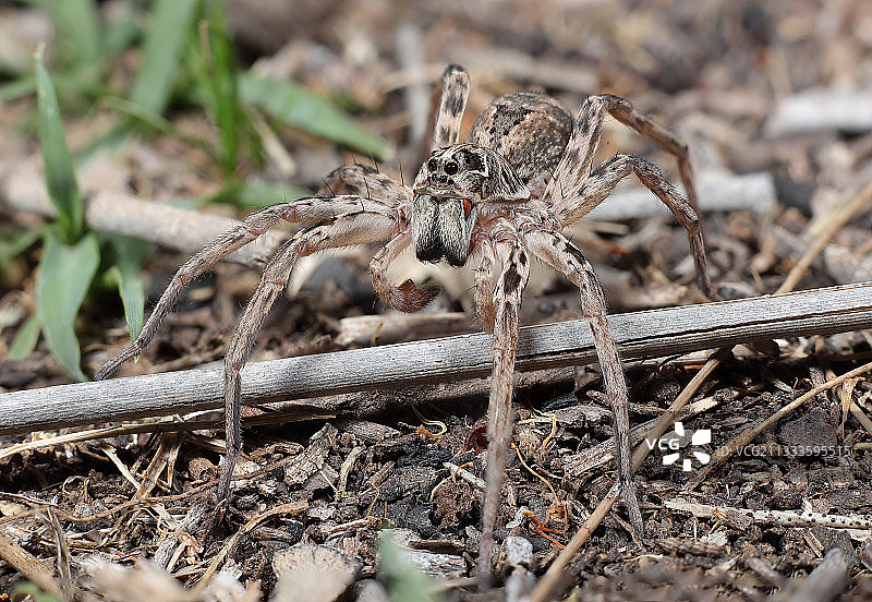 狼蛛，新南威尔士州古尔本河国家公园，澳大利亚图片素材
