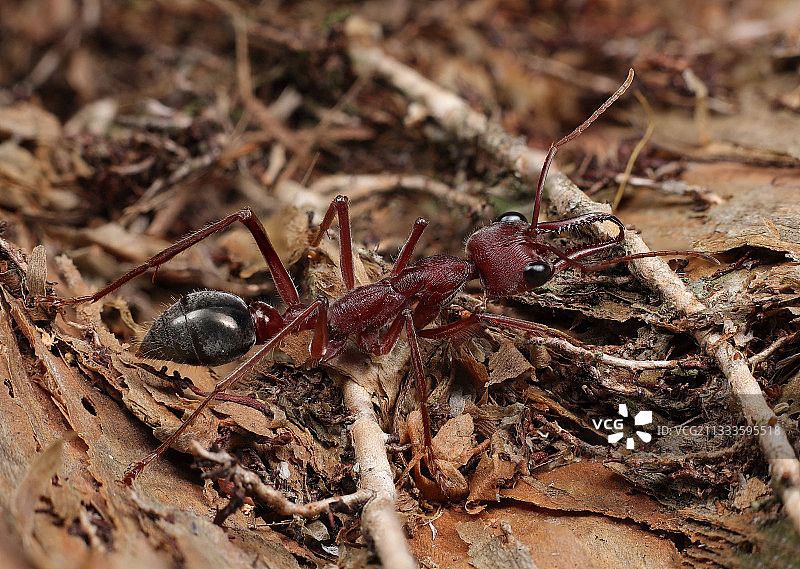 红色牛蚁，澳大利亚图片素材