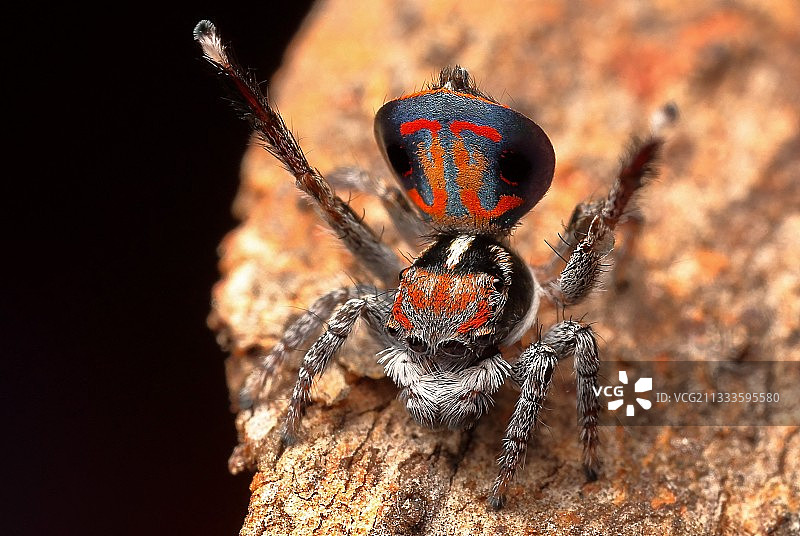 雄孔雀蜘蛛（Maratus amabilis）在澳大利亚为雌性蜘蛛充分展示求偶图片素材