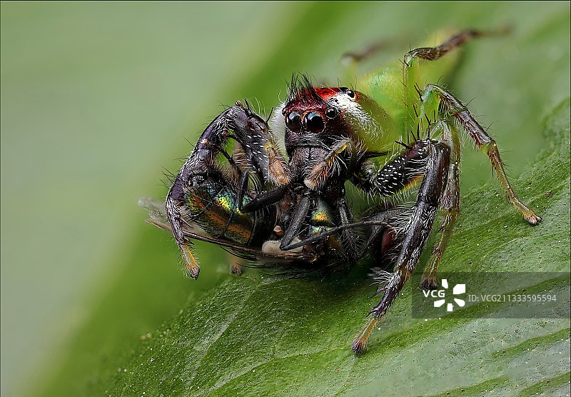 澳大利亚昆士兰州雄性绿色跳蛛捕食苍蝇图片素材