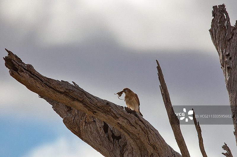 澳洲红隼及其幼鸟图片素材
