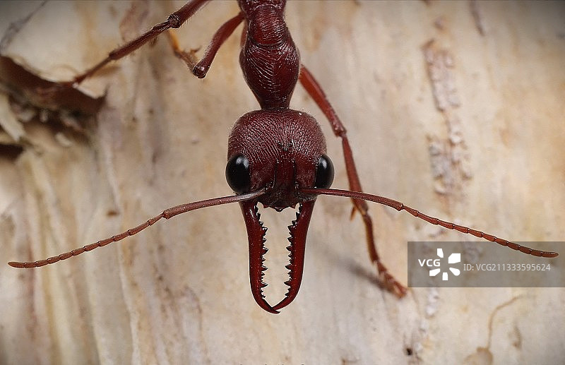 红色牛蚁，澳大利亚图片素材