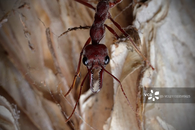 红色牛蚁，澳大利亚图片素材