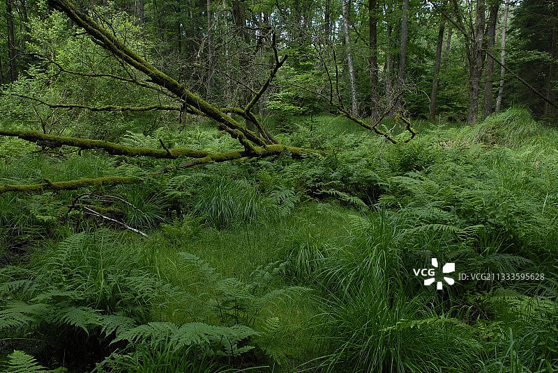 法国孚日生物保护区沼泽森林图片素材