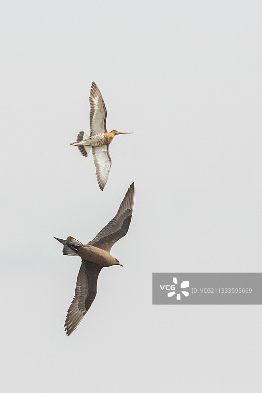 黑尾塍鹬（学名：Limosa limosa）在冰岛面对贼鸥，捍卫领地图片素材