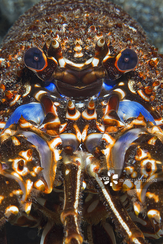 彩绘龙虾图片素材