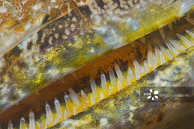 蜥鱼（Synodus synodus）嘴部特写，加那利群岛特内里费岛的鱼类图片素材