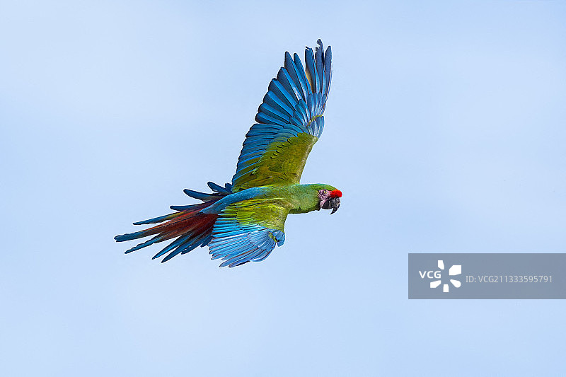 亚马逊地区的军用金刚鹦鹉图片素材