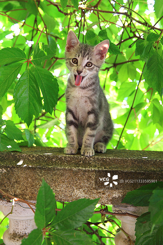 两个月大的小猫坐在墙上图片素材