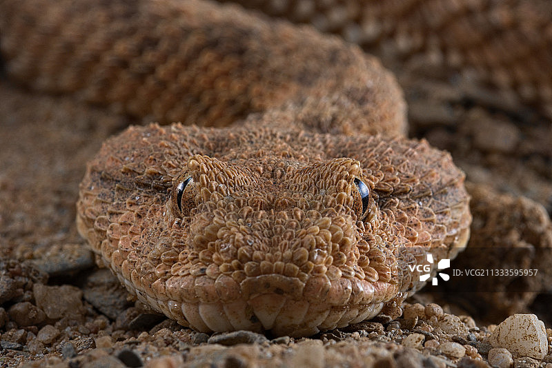 角蝰蛇（Cerastes cerastes）图片素材
