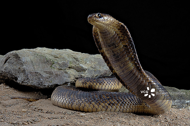 站立的埃及眼镜蛇图片素材