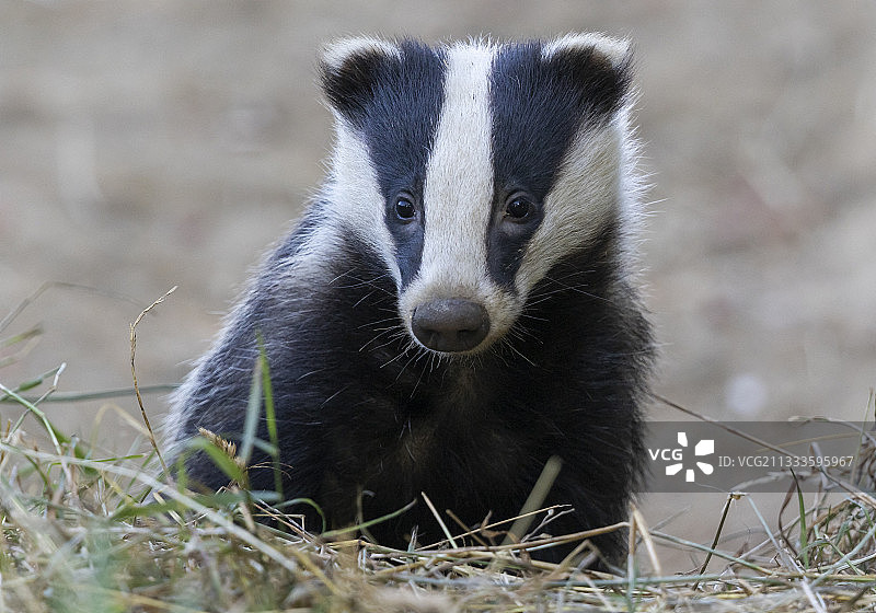 獾从洞穴中出来，英格兰图片素材