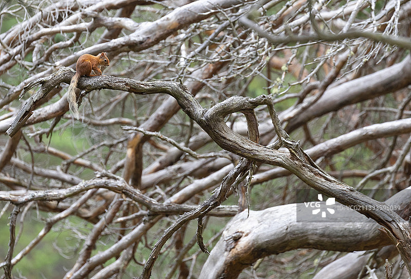 松树枝上的红松鼠（普通 squirrel），苏格兰图片素材