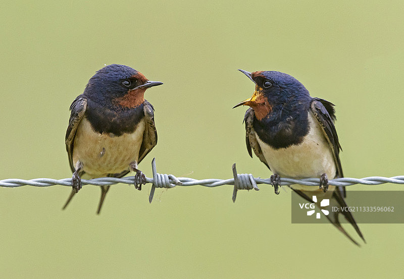 在英国相互展示的家燕（Hirundo rustica）图片素材