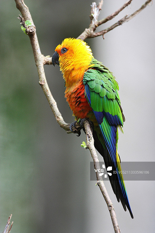 巴西树枝上的 Jandaya 鹦鹉 (Aratinga jandaya)图片素材