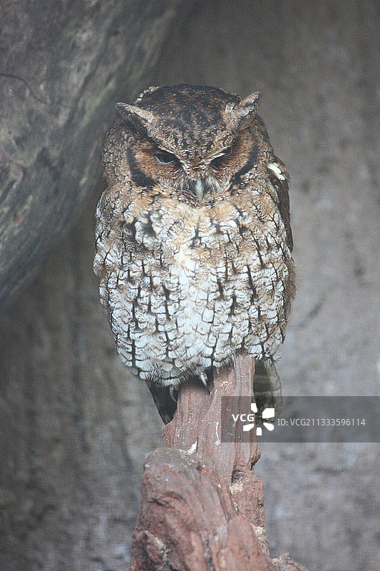 隐匿中的冥河猫头鹰，巴西南部图片素材