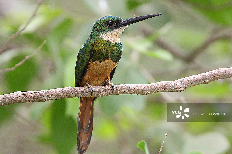 巴西南部树枝上的棕尾鵟翠鸟图片素材