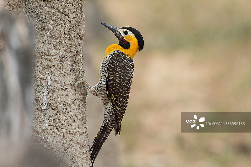 巴西南部：在白蚁丘上觅食昆虫的草原拟啄木鸟图片素材