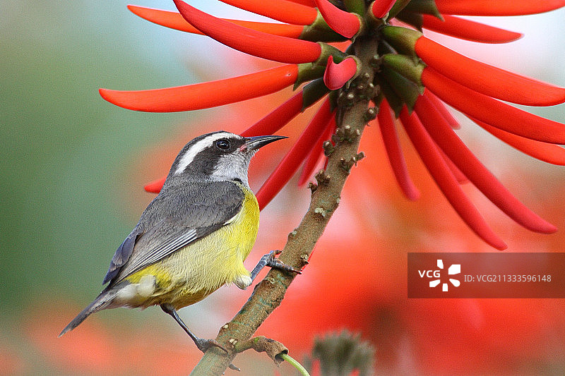 南巴西蕉黄雀在木棉花上寻 nectar图片素材