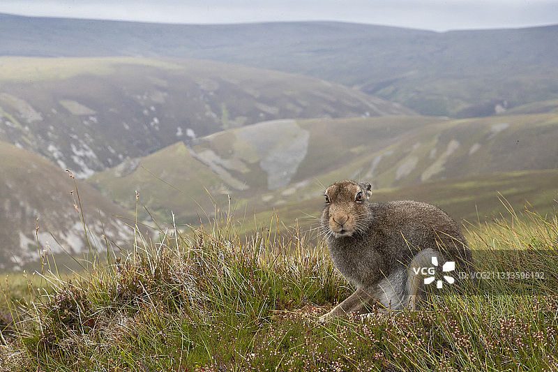 草地上的山兔图片素材