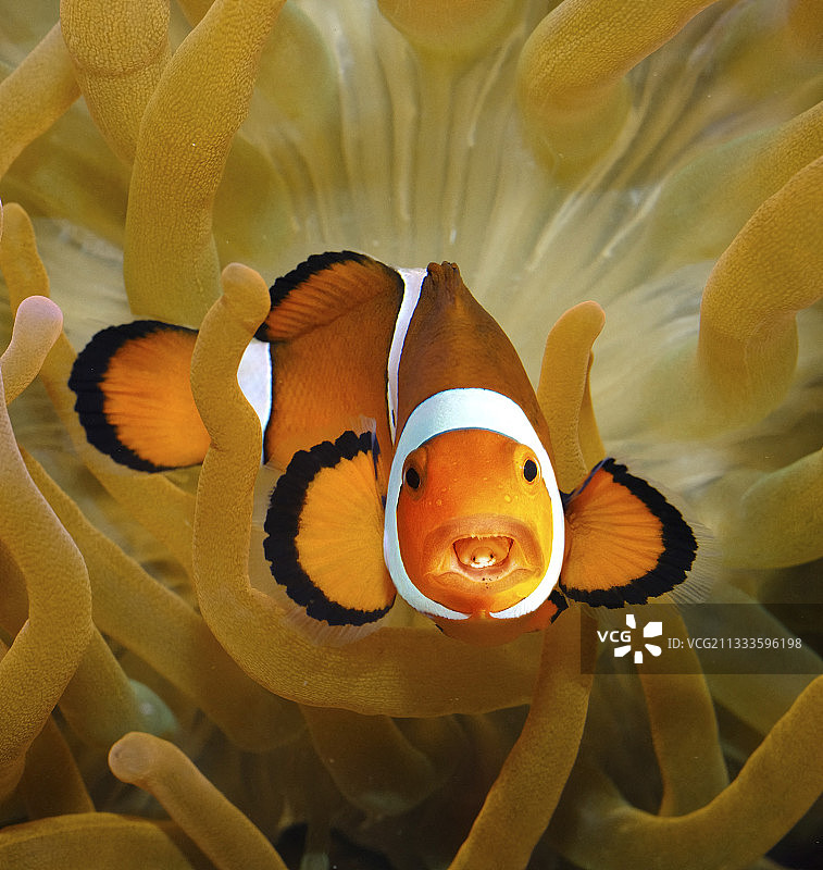 食舌虱，缩头水虱。附着在眼斑海葵鱼的舌头上。它是一种寄生等足类动物，通过鳃进入鱼体，然后附着在鱼的舌头上。雌性附着在舌头上，雄性附着在雌性下方和后面的鳃弓上。寄生虫切断鱼舌头中的血管，导致舌头脱落。然后它附着在曾经是舌头的残桩上，成为鱼的新舌头。一旦寄生虫取代了鱼的舌头，就开始以宿主的血液为食。印度尼西亚。合成图像图片素材