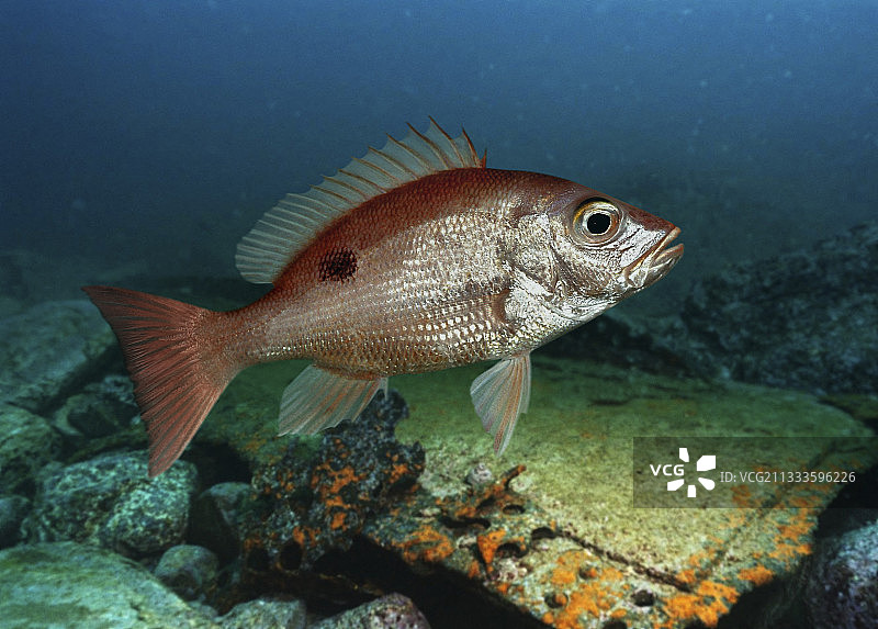 北部红鲷鱼，幼鱼在沉船附近（合成图）图片素材