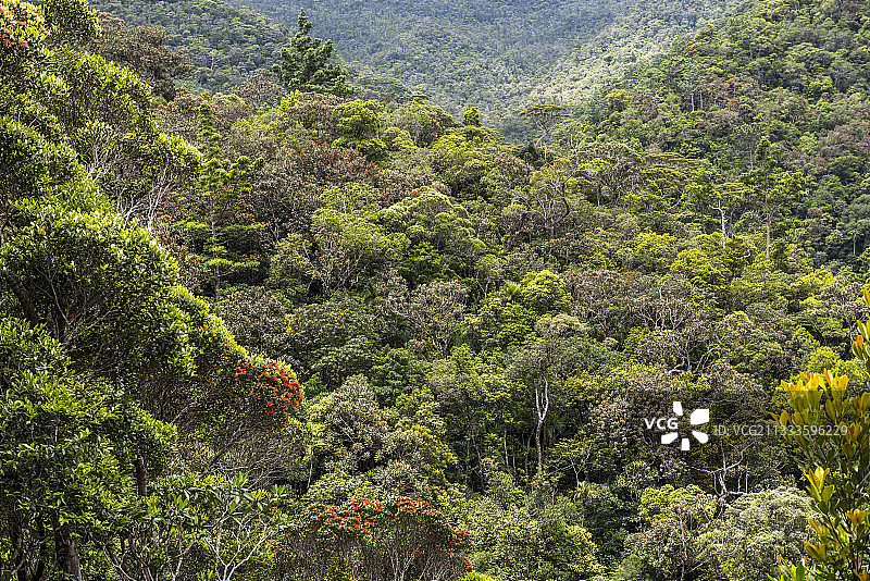 新喀里多尼亚蓝河公园的潮湿森林景观图片素材