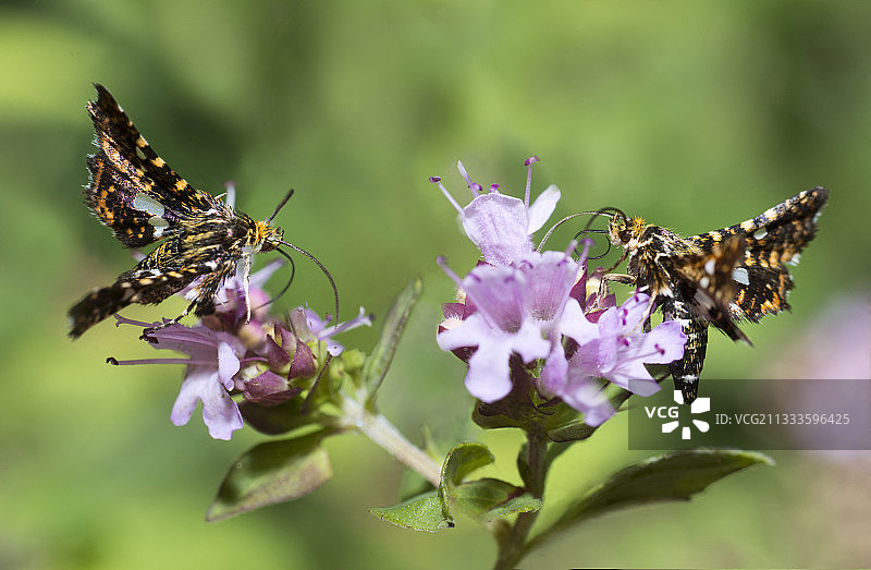 香薄荷上的小蛾图片素材