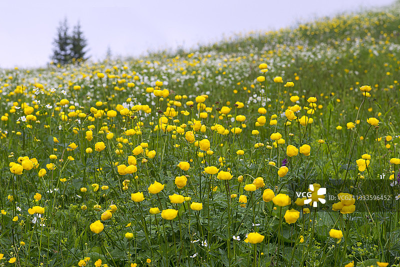 欧洲金莲花，萨莫恩斯，阿尔卑斯山，法国图片素材