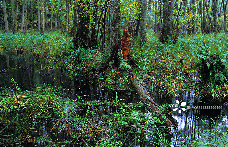 法国阿尔萨斯北部孚日地区自然公园利森塔尔森林图片素材