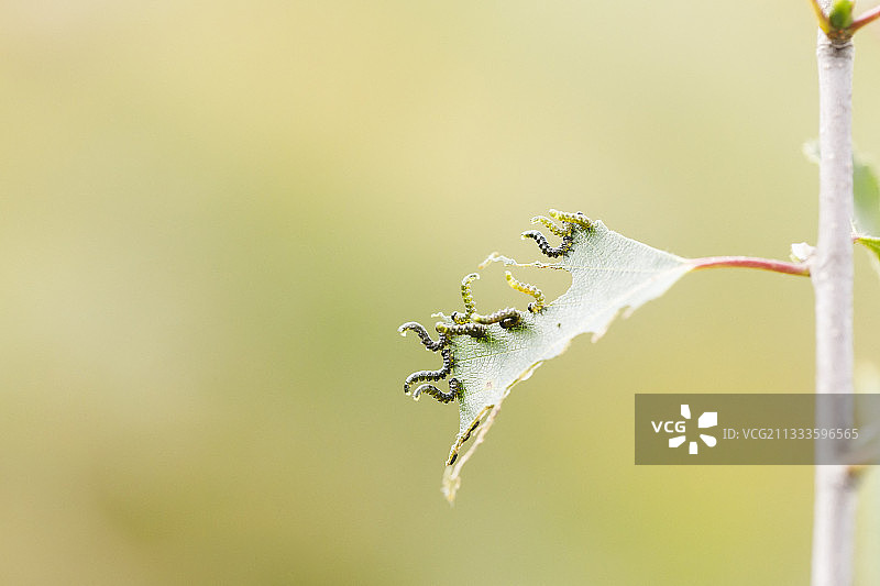 叶子上的锯蝇幼虫，法国阿尔萨斯图片素材