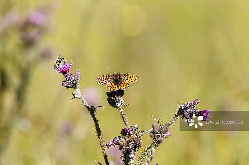 沼泽蓟上的蔓越莓豹纹蛱蝶，法国阿尔萨斯图片素材