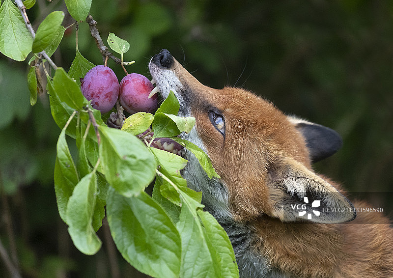 在英国从树上摘李子的赤狐图片素材