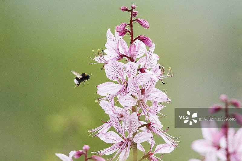 Strangenberg的白鲜花，法国阿尔萨斯图片素材