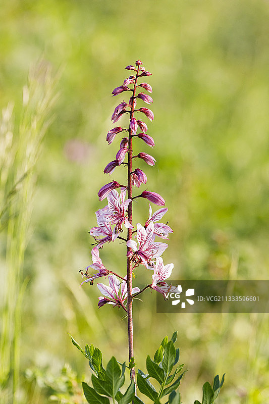 Strangenberg的白鲜花，法国阿尔萨斯图片素材
