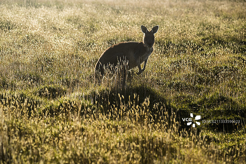 贝内特袋鼠，纳拉旺塔普国家公园，澳大利亚塔斯马尼亚图片素材