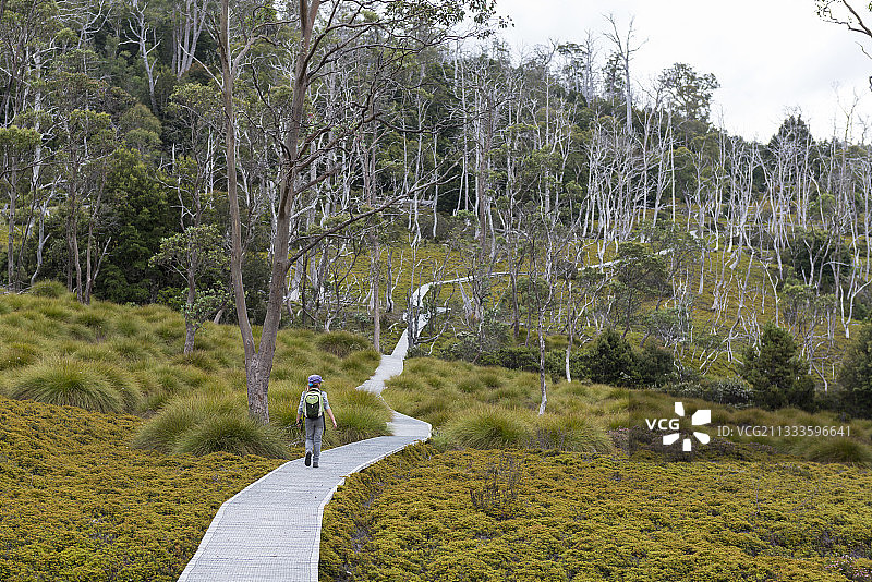 澳大利亚塔斯马尼亚摇篮山-圣克莱尔湖国家公园的木板路图片素材