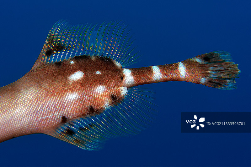 加那利群岛特内里费岛的喇叭鱼（Aulostomus strigosus）鱼鳍细节图片素材