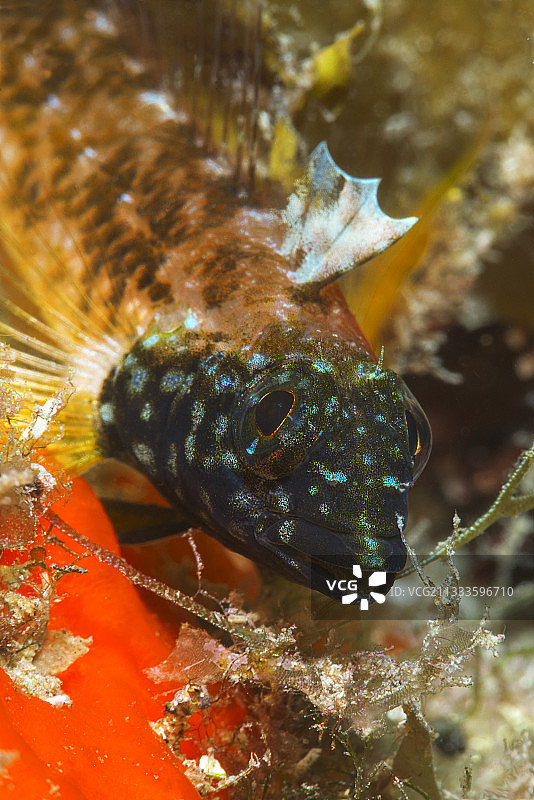 加那利群岛的鱼类：黑面鳚、黄三鳍鳚（雄性）图片素材