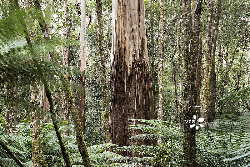 澳大利亚塔斯马尼亚菲尔德山国家公园的桉树图片素材