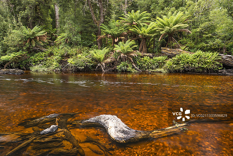 澳大利亚塔斯马尼亚，菲尔德山国家公园，被植被单宁染色的河水图片素材
